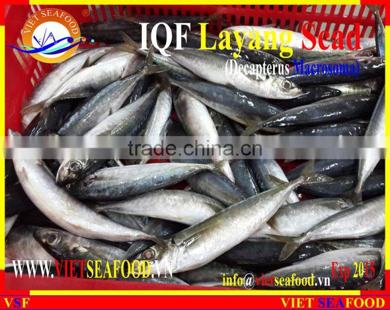 IQF LAYANG SCAD WHOLE ROUND