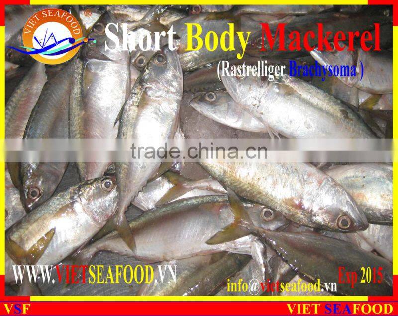 FROZEN SHORT BODY MACKEREL WHOLE ROUND