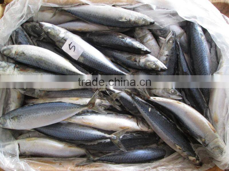 Cheap Price Frozen Atlantic Mackerel
