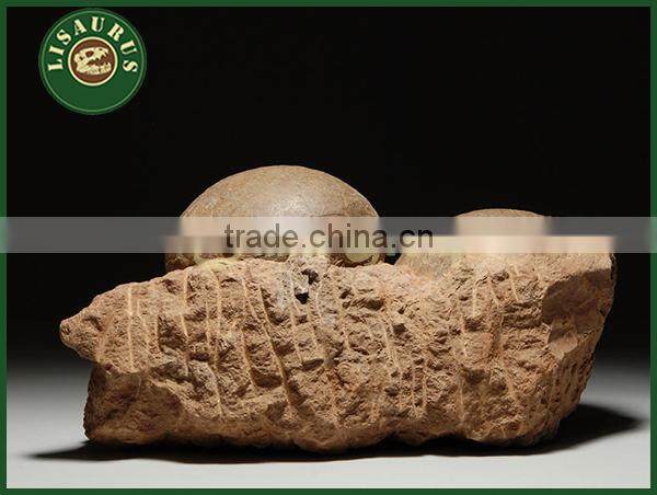 Lisaurus-LA Simulation dinosaur fossils eggs for sale