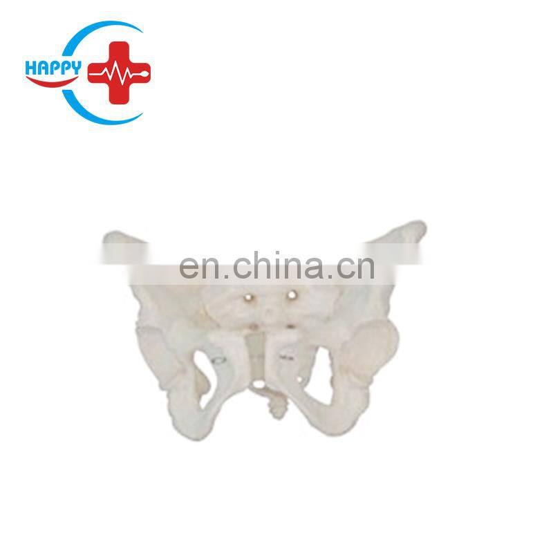 HC-S229 Female midwifery pelvis demonstration skeleton model