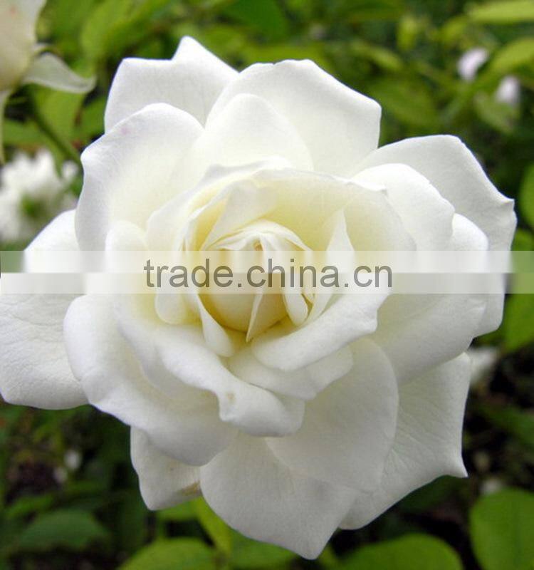 Durable Tineke white rose balls wedding