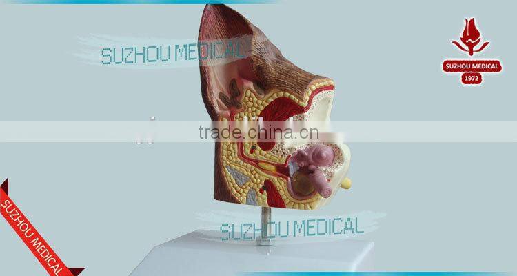 Biological Teaching Aids Anatomic Dog Ear Model