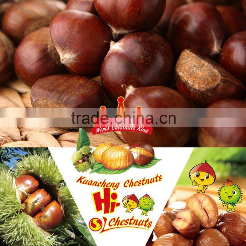 New Crop Fresh Chestnut, Bulk Hebei Chestnuts for sale