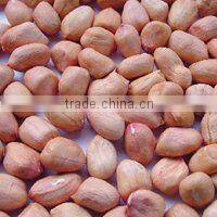 Chinese high quality Peanut in shell/without shelled