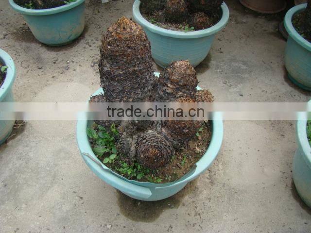 outdoor indoor decorative ornamental bonsai plants of Cycas revoluta