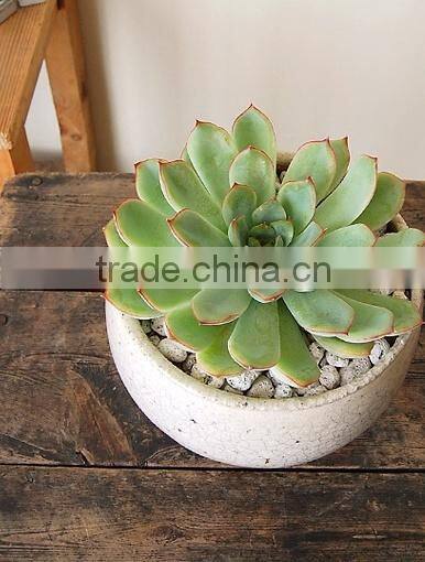 Echeveria pulidonis of succulent plants