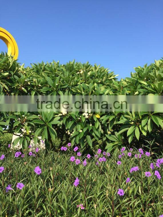 White Flower Plumeria rubra L. cv. Acutifolia