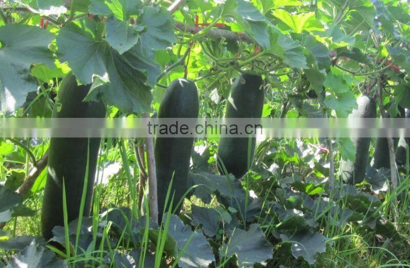 Black gourd big vegetable seeds high quality seeds