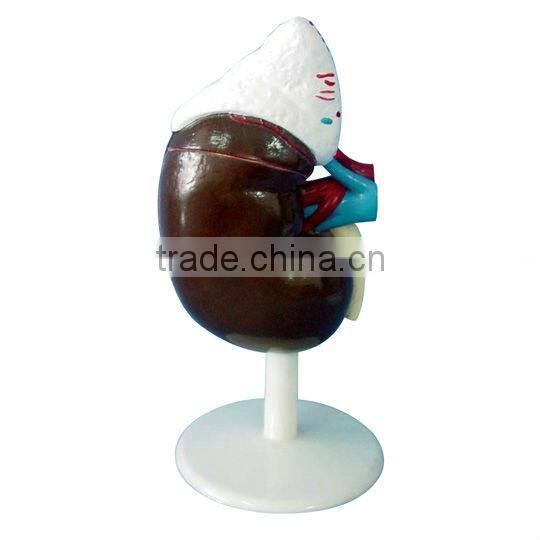 Kidney Anatomical Model