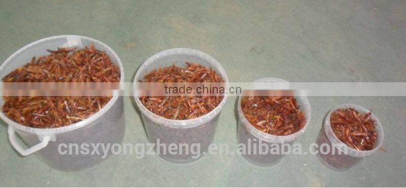 Microwave Dried Locusts High quality Bird& Fish Food