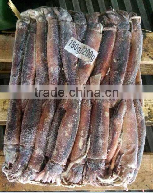 frozen illex argentina