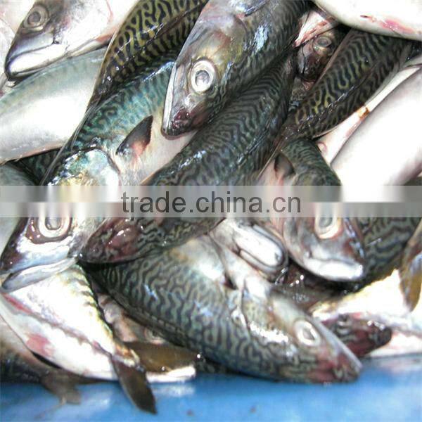 fresh seafood and frozen mackerel fish for sale