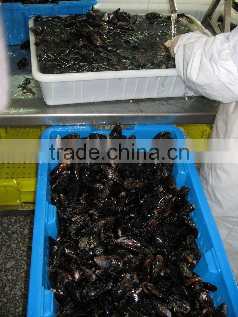 IQF Half shell blue mussel