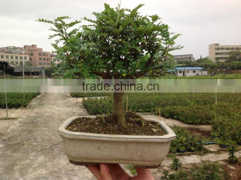 Zanthoxylum Odorum bonsai ball shape