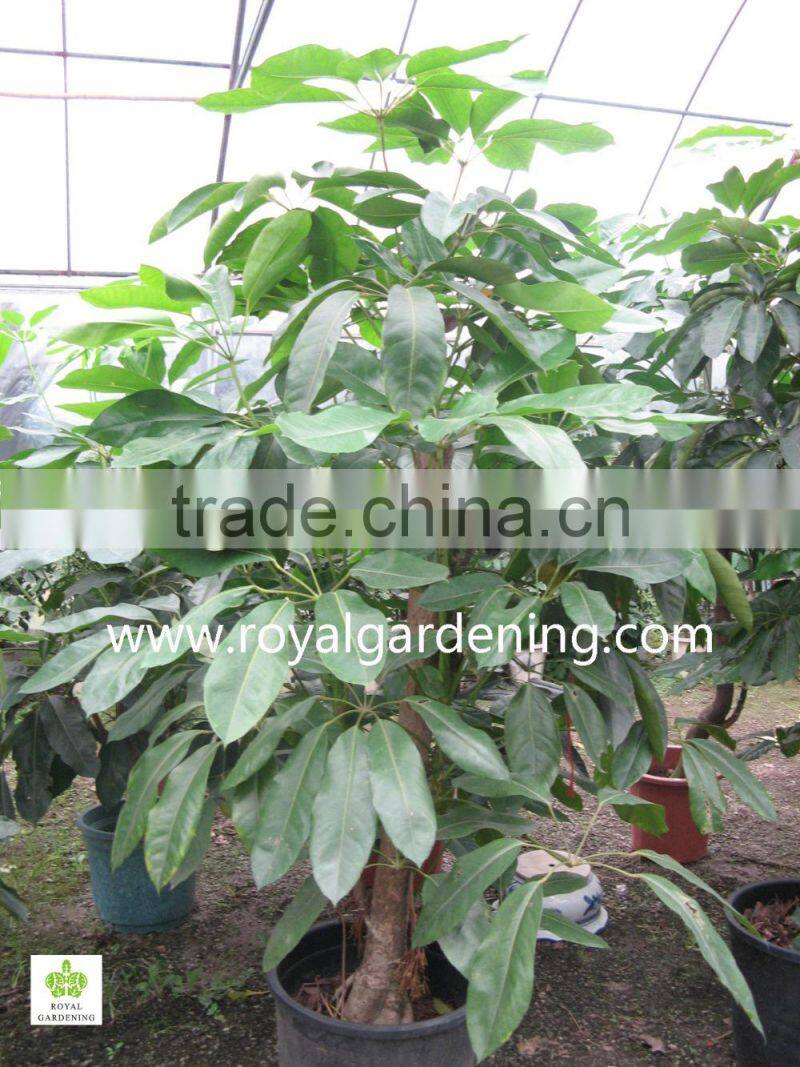 schefflera(Umbrella Tree ) shrub trees