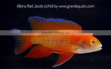 Malawi cichlid fish farm and exporter