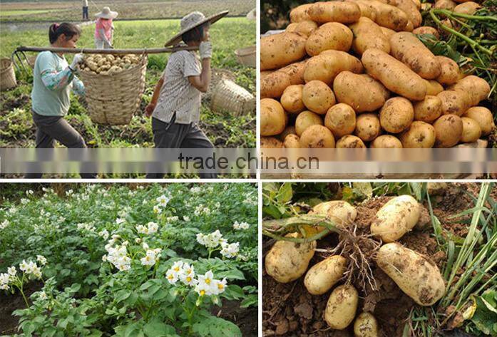 China potato 2016