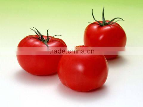 Tomato sauce Ketchup