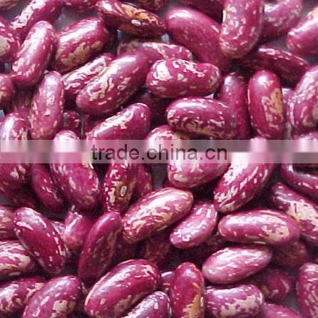china red /Purple speckled Kidney beans
