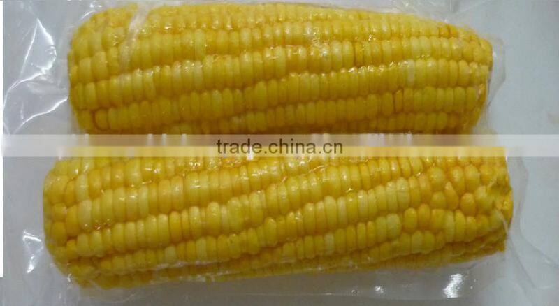 FRESH AND FROZEN YELLOW CORN BEST PRICE