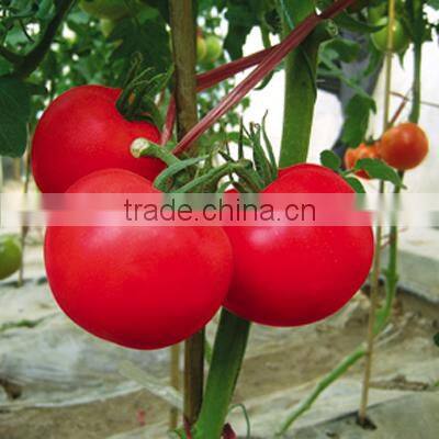Hybrid F1 Chinese Best Indeterminate Growth Big Pink Tomato Seeds For Sale-Super Pink King