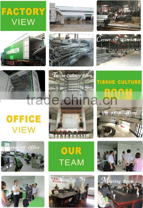 greenhouse with ventilation system from big greenhouse manufacturer in China