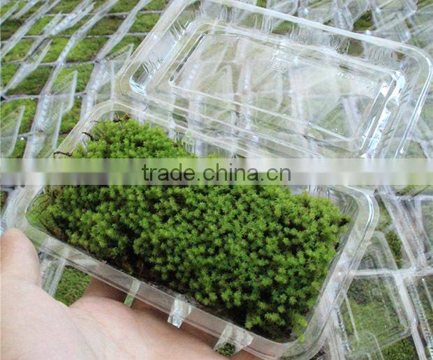 DIY accessories natural green micro landscape decorative moss