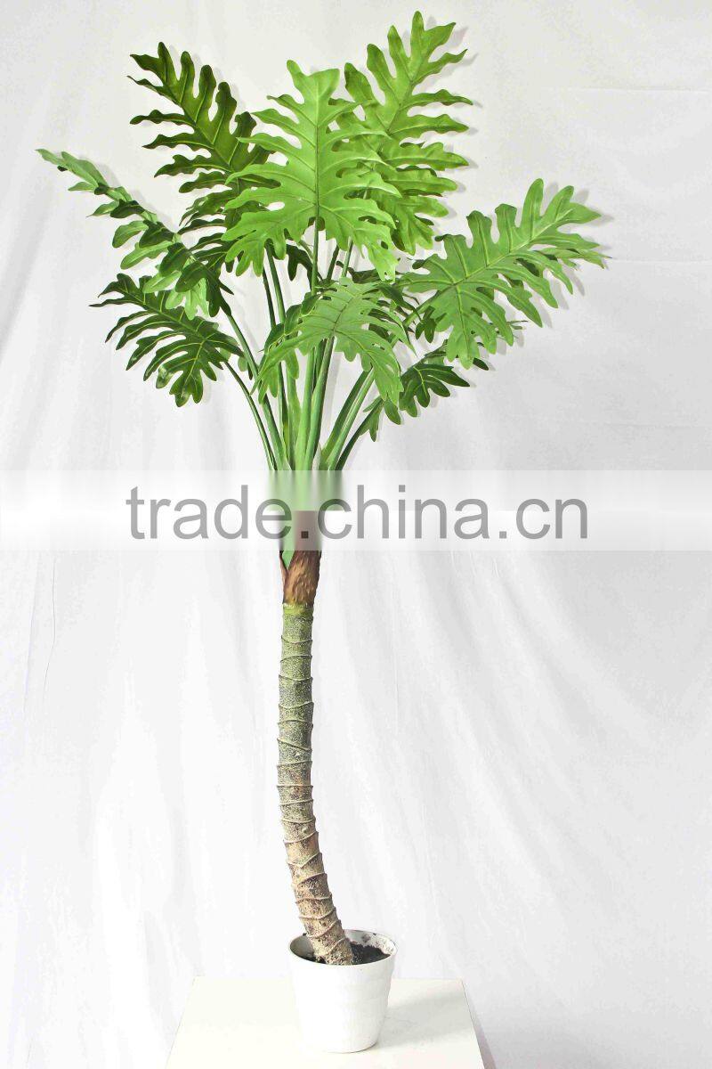 Wholesale indoor use bonsai