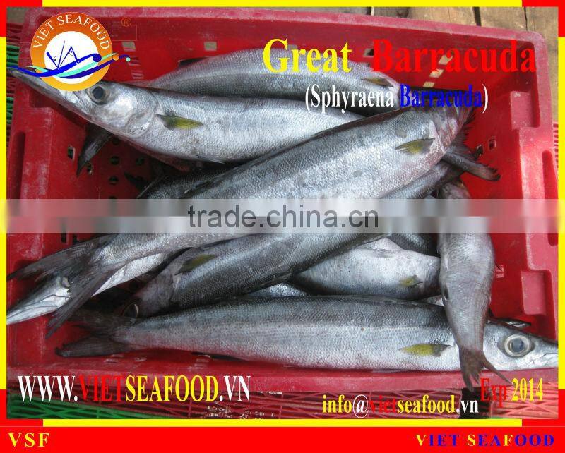FROZEN WHOLE ROUND BARRACUDA FISH