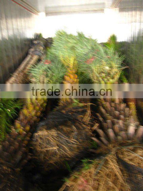 Phoenix sylvestris grown in sand
