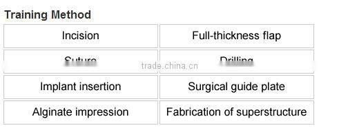 Typodont Orthodontic Model for Practicing teeth model factory