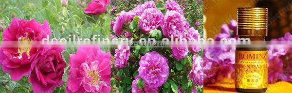 Lavender/Honeysuckle/Violets/Lemongrass/Rosemary essential oil distillation equipment