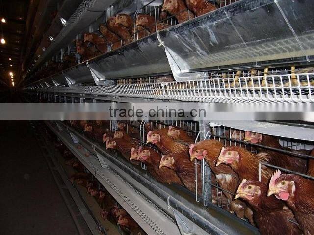 chicken battery cages