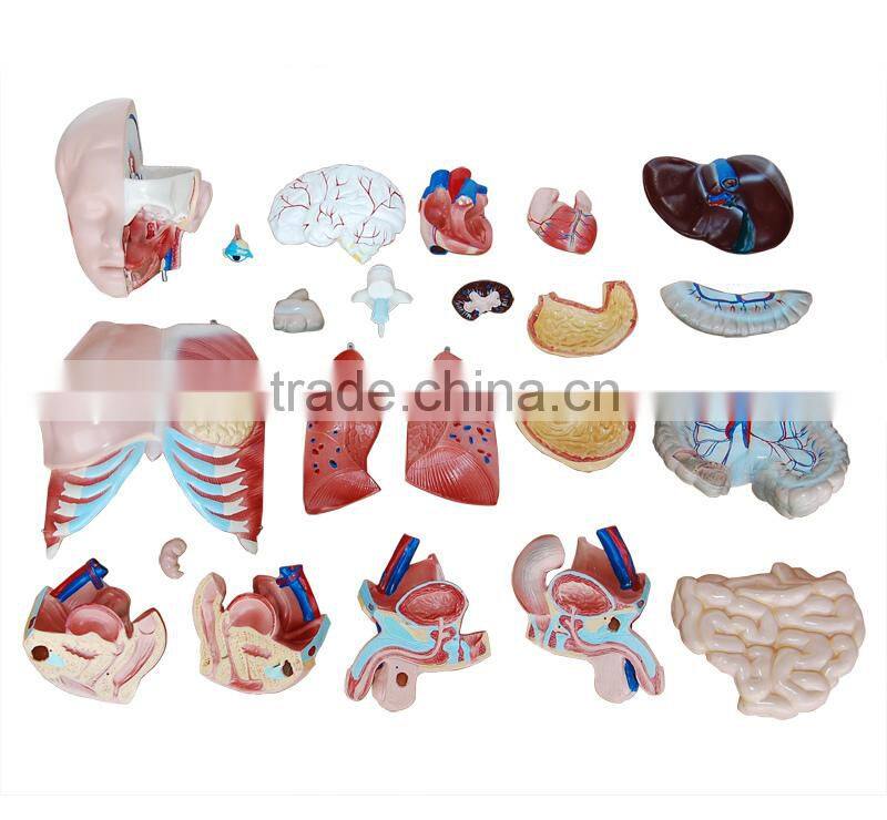 Top quality school needs torso and medical models with 28 parts