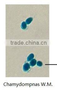 Botany tissue slides algae prepared sldies Scenedesmus W.M.