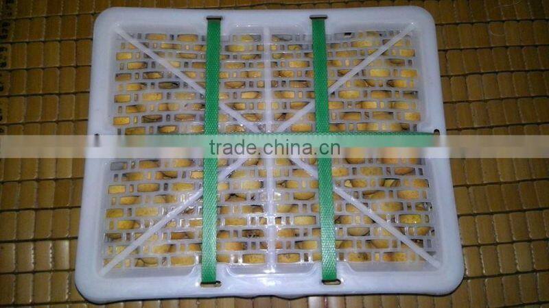 Longan fruit- high quality competitive price from Vietnam