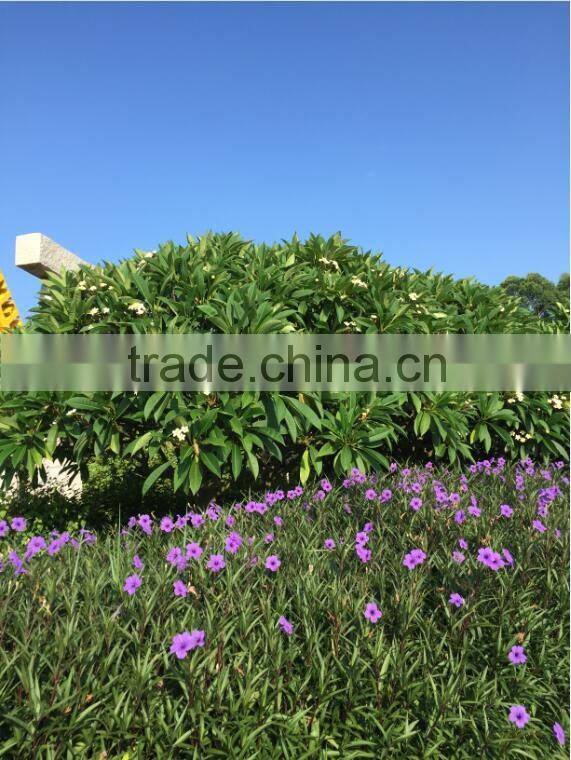 White Flower Plumeria rubra L. cv. Acutifolia