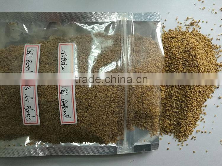 Goji Farm supply high quailty goji berry seeds/NQ-01