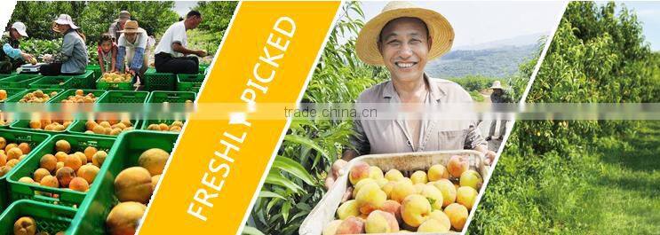 2016 new products Health Food Canned Fruit Peach InSyrup