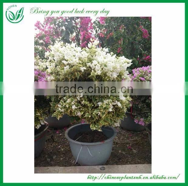 Colorful Bougainvillea Bonsai Living Tree Sales