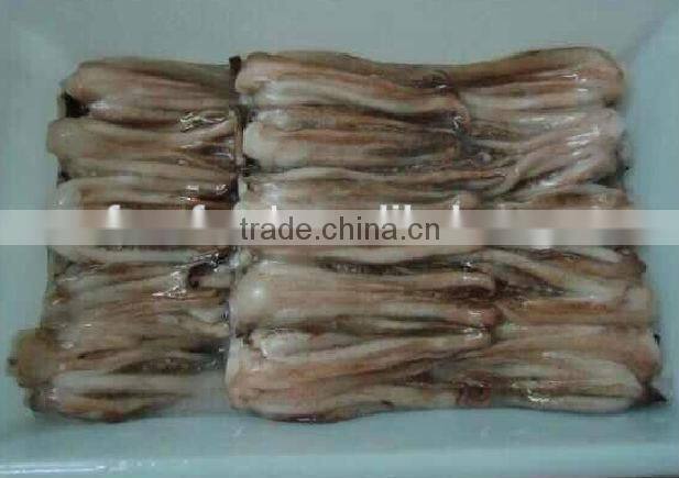 Illex squid tentacle