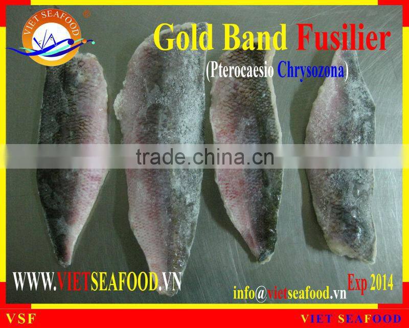 FROZEN GOLD BAND FUSILIER FILLET