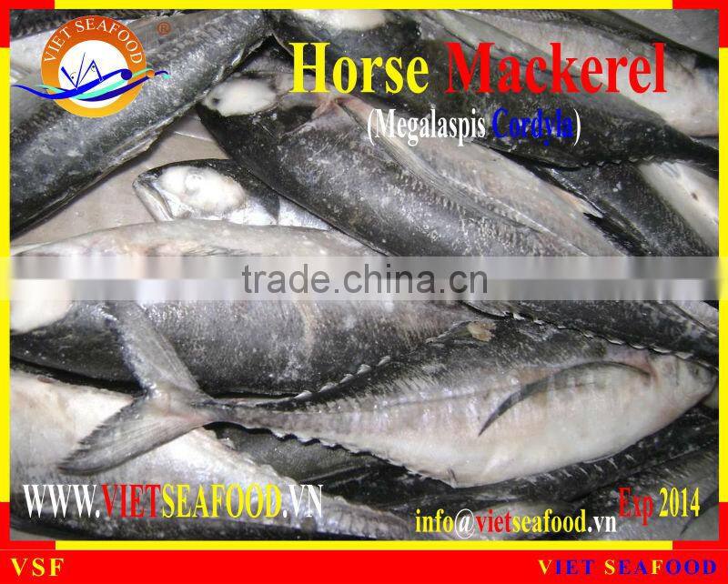 W/R FROZEN HORSE MACKEREL
