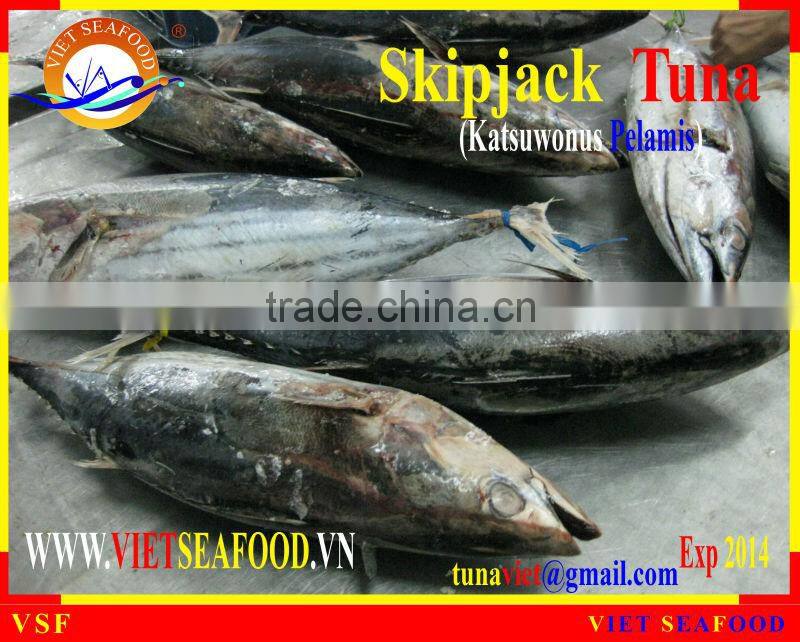 W/R FROZEN SKIPJACK TUNA