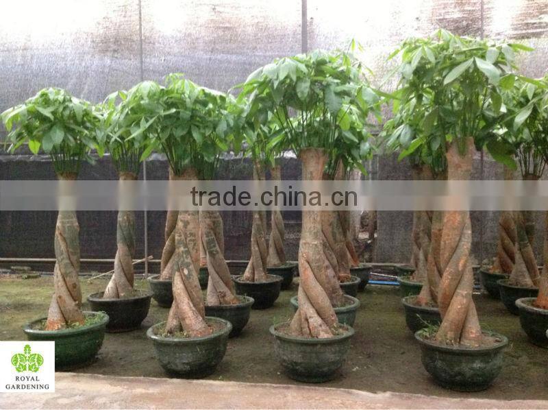 Pachira aquatica special shape