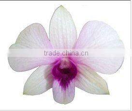 Thailand Top Quality M-001 Mokara Jakuan Orchid