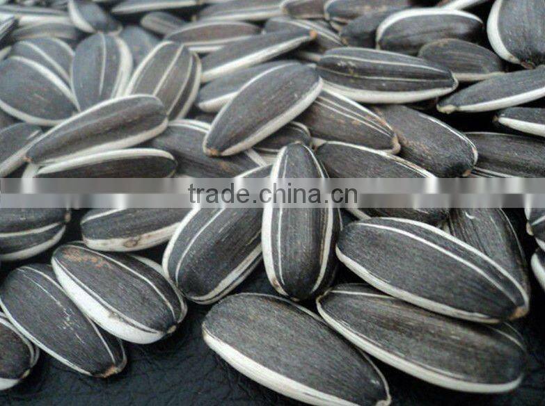 Sunflower Seeds 5009