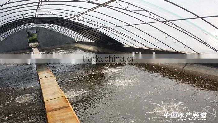 indoor fish farms with greenhouse