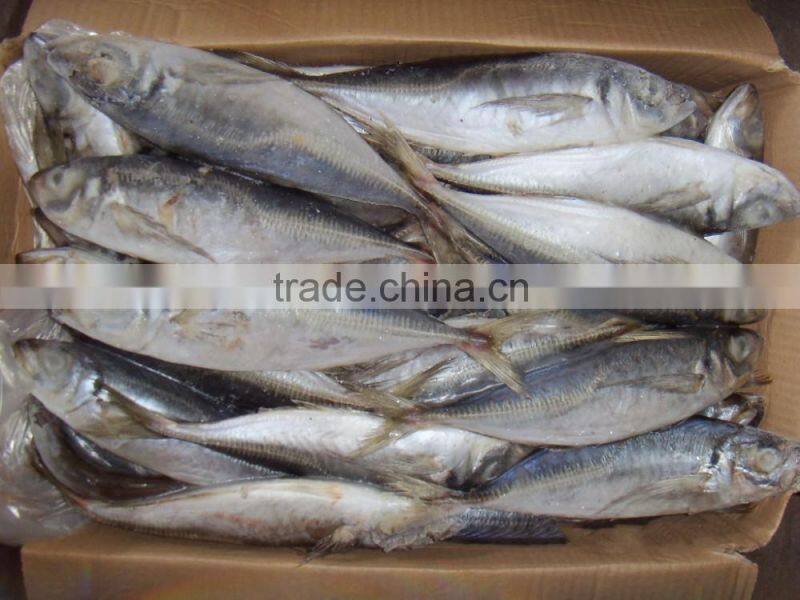 Trachurus Trachurus Horse Mackerel Frozen Fish